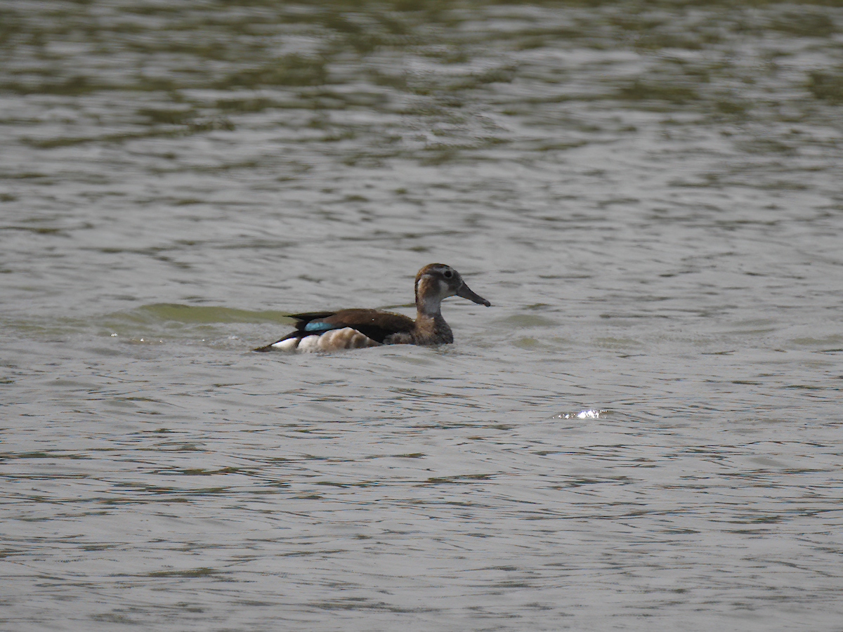 Ringed Teal - ML623678823