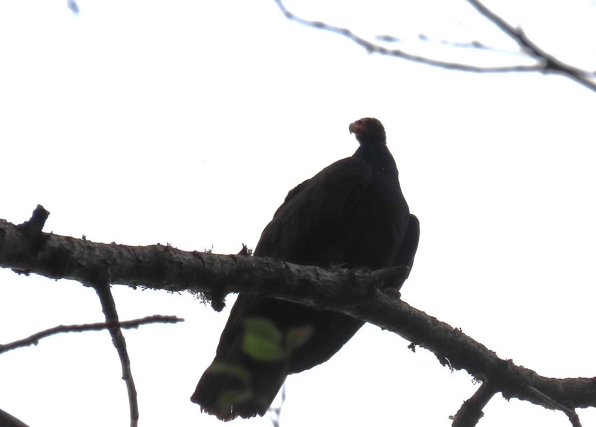 Turkey Vulture - ML623678889