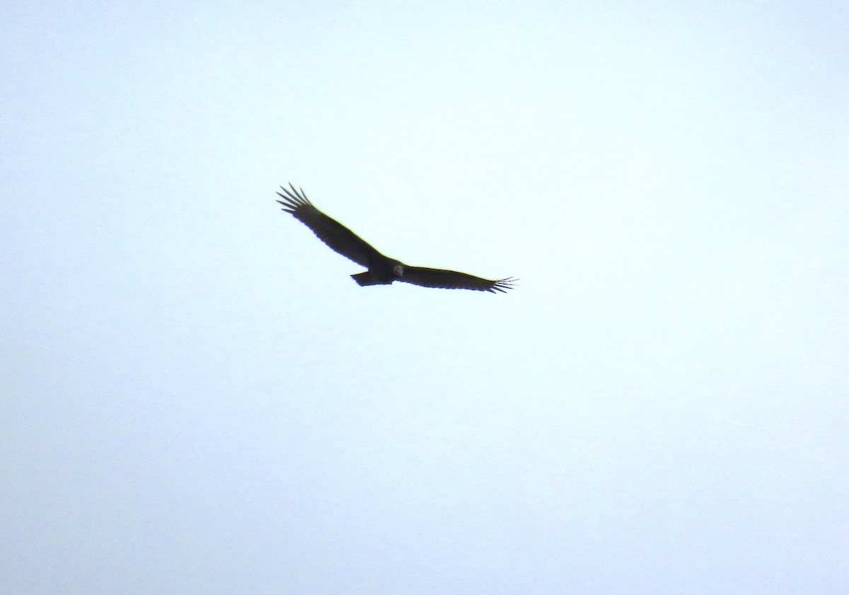 Turkey Vulture - ML623678890