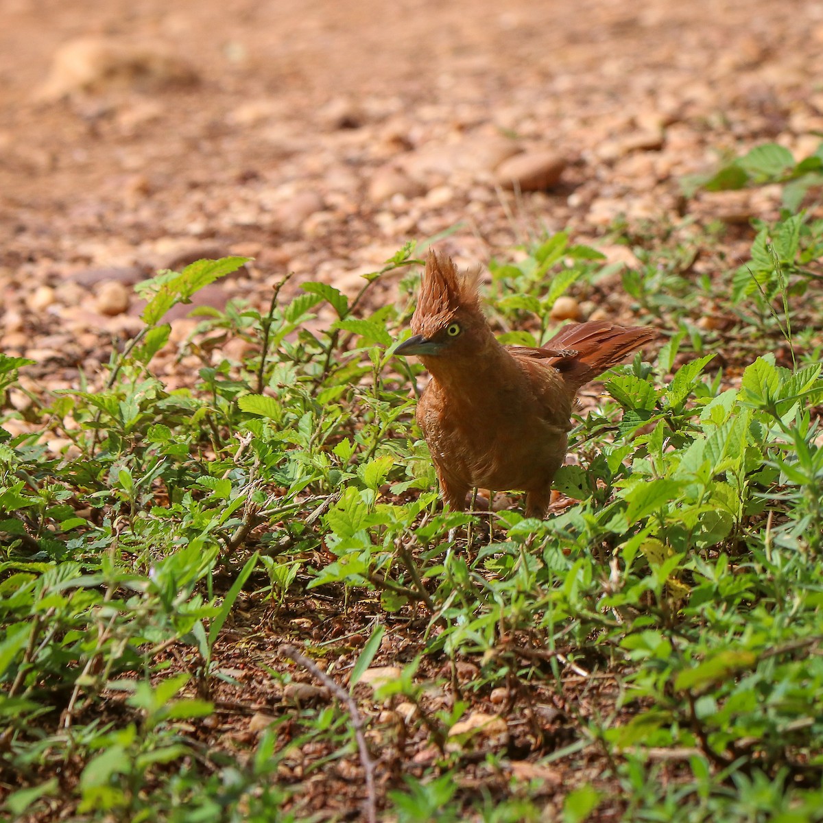 Caatinga Cacholote - ML623678893