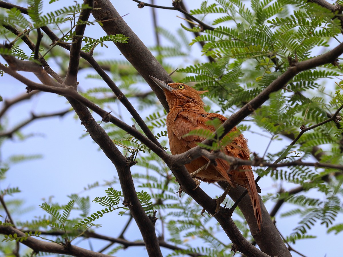 Caatinga Cacholote - ML623678894