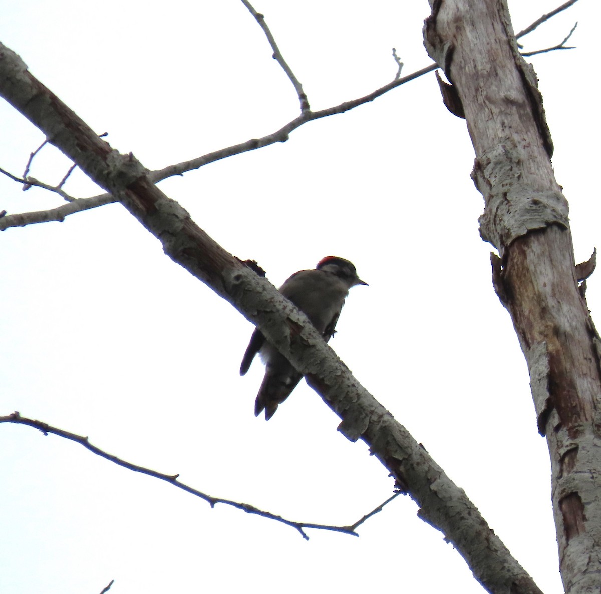 Downy Woodpecker - ML623678900