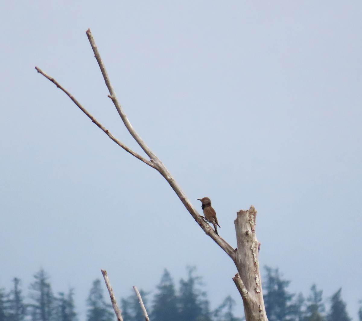 Northern Flicker - ML623678931