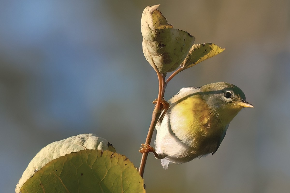 Northern Parula - ML623678942