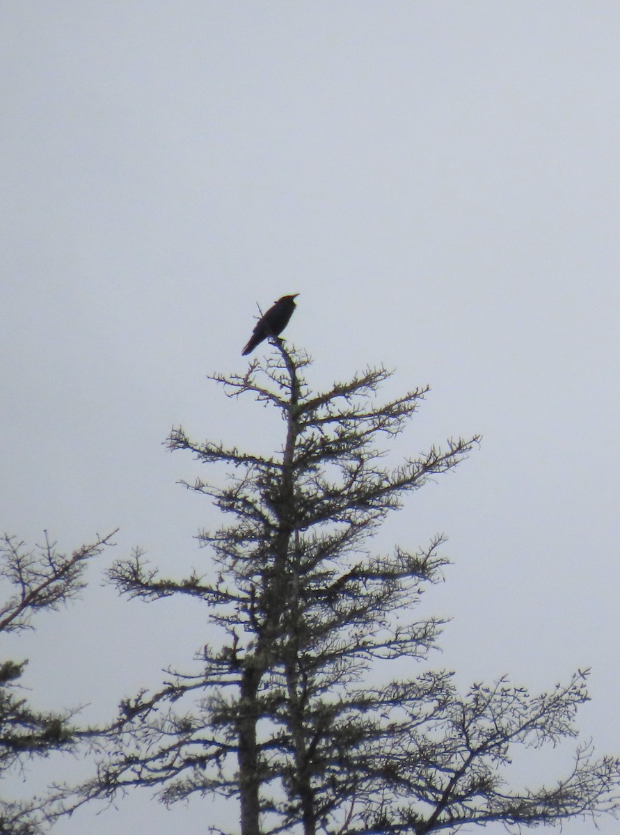 American Crow - ML623678948