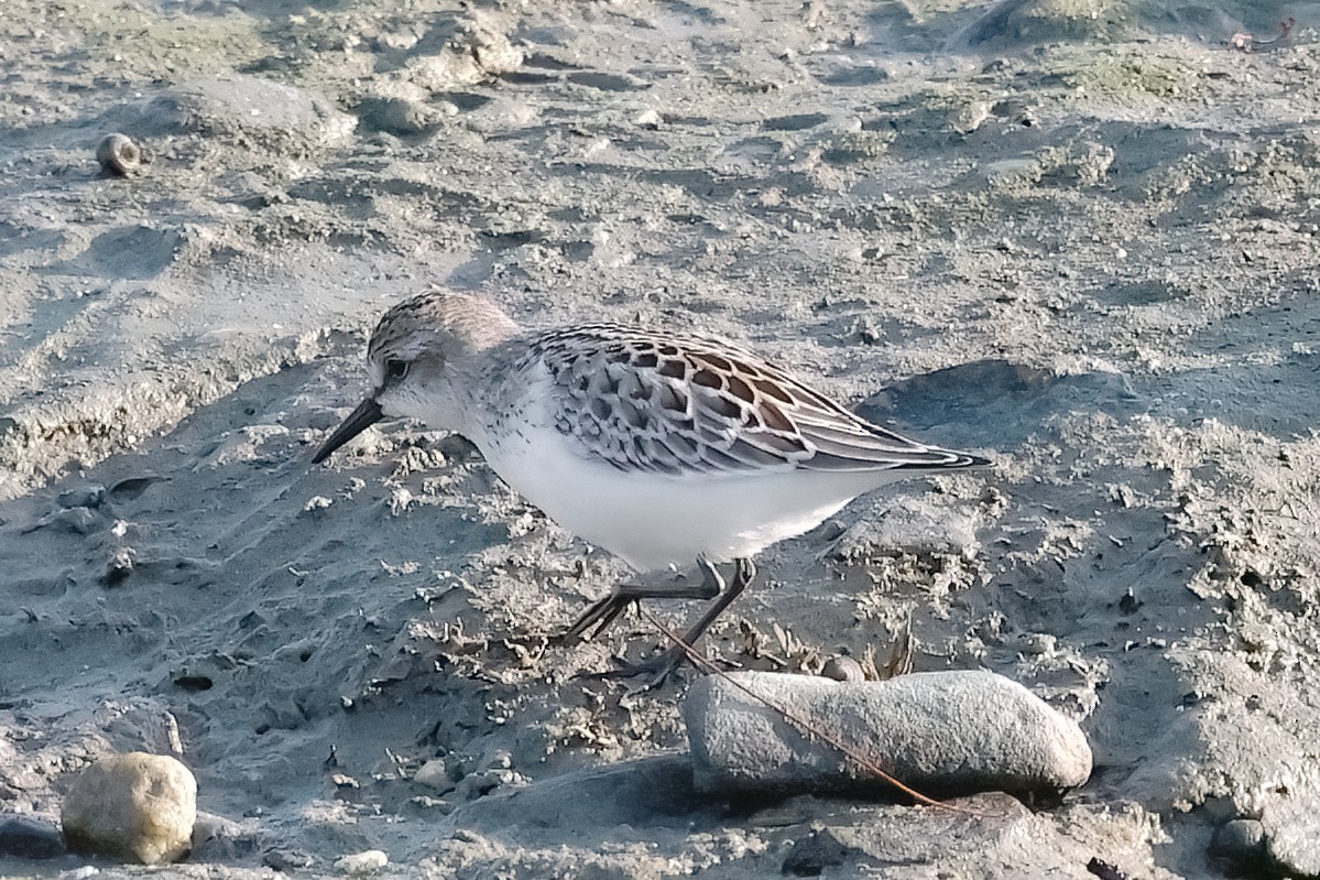 Semipalmated Sandpiper - ML623678953