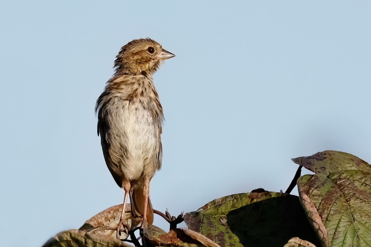 Song Sparrow - ML623678954