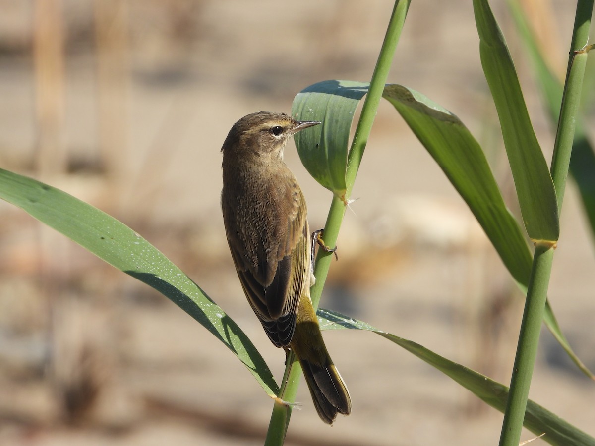 Palm Warbler - ML623678959
