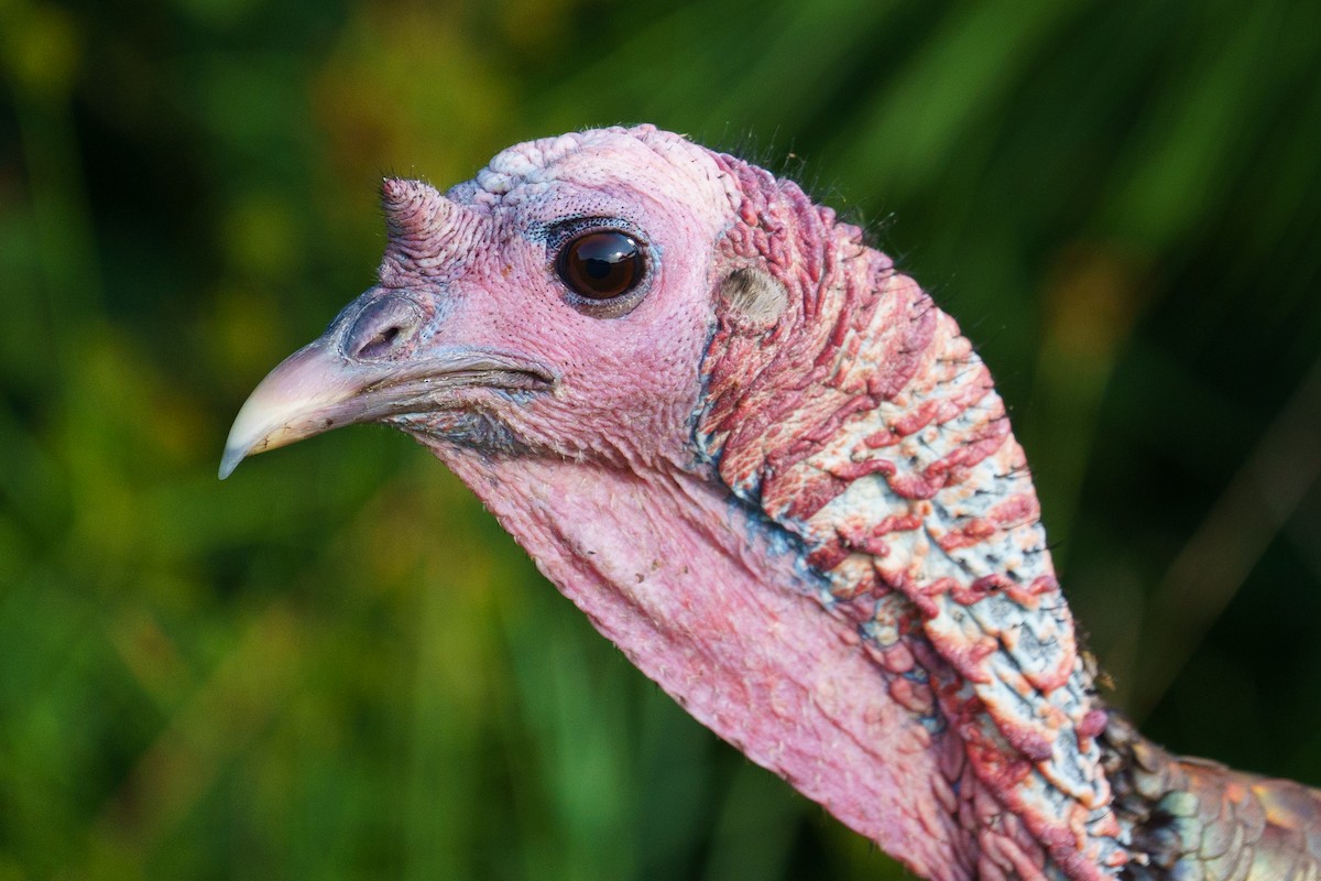 Wild Turkey - ML623678960