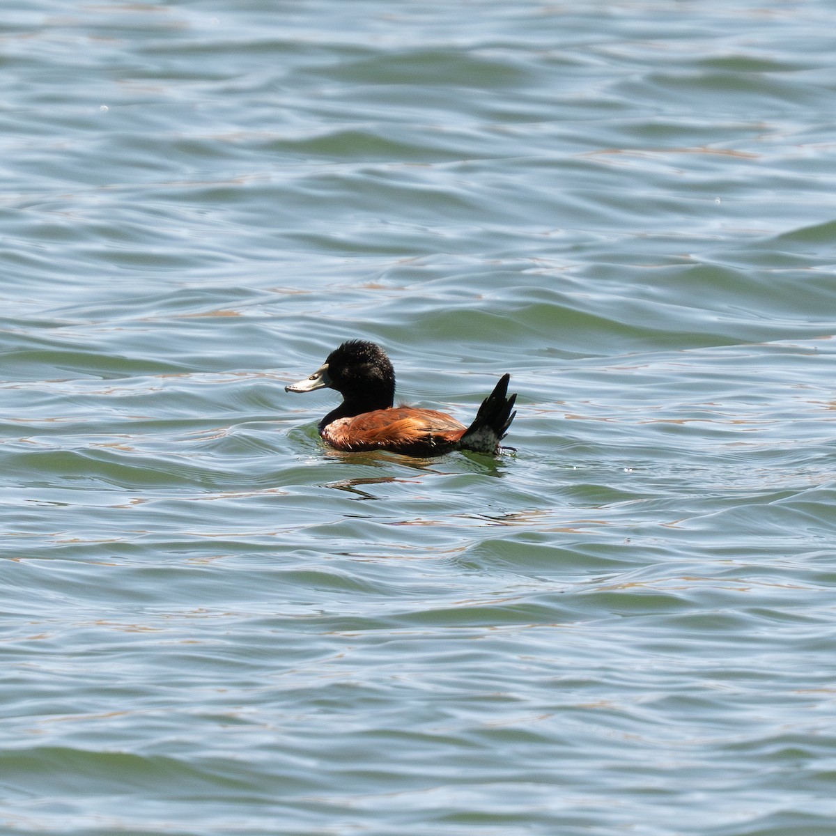 Andean Duck - ML623678964