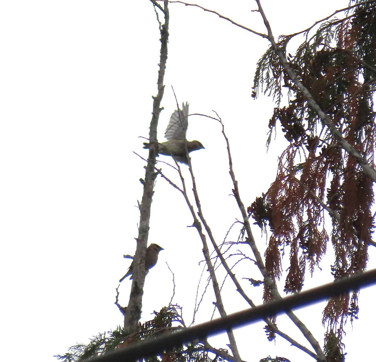 Cedar Waxwing - ML623678971