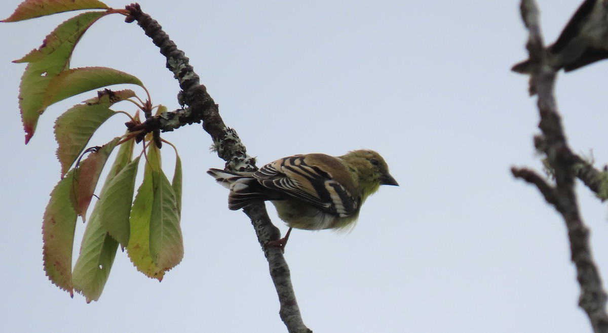 American Goldfinch - ML623678977