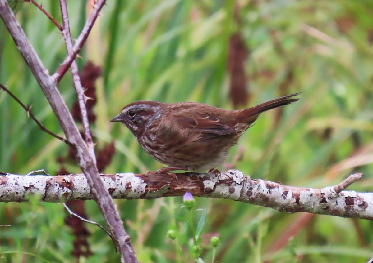 Song Sparrow - ML623678987