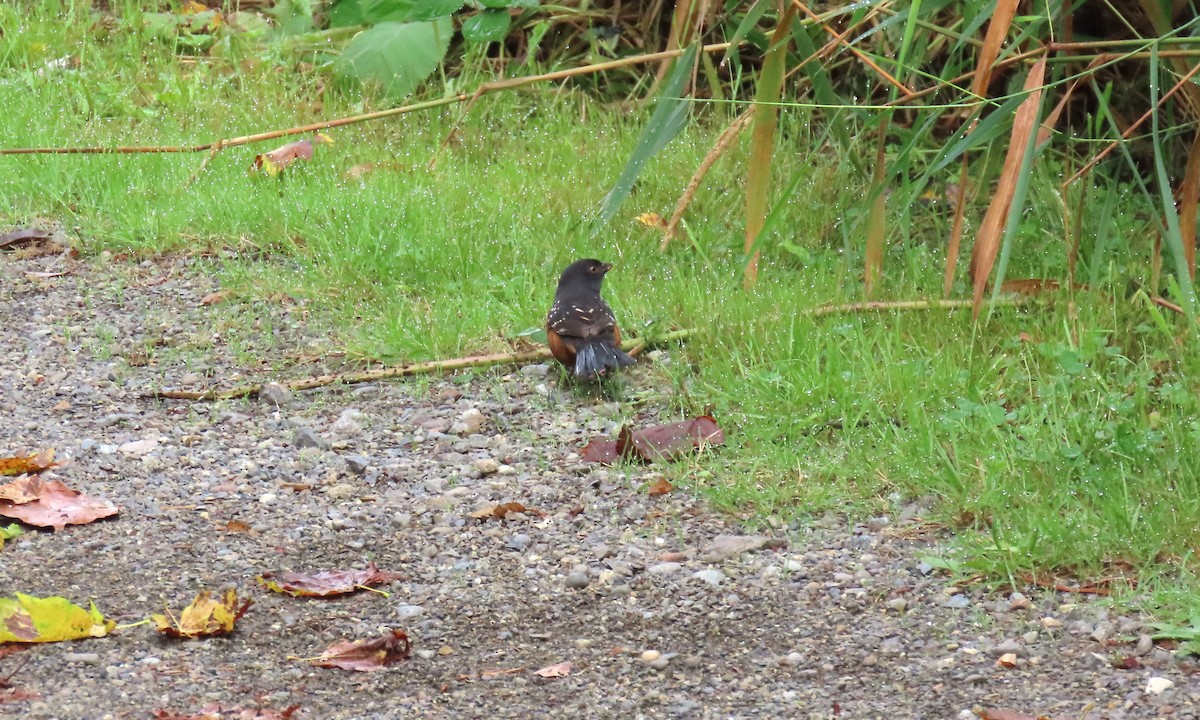 Spotted Towhee - ML623678992