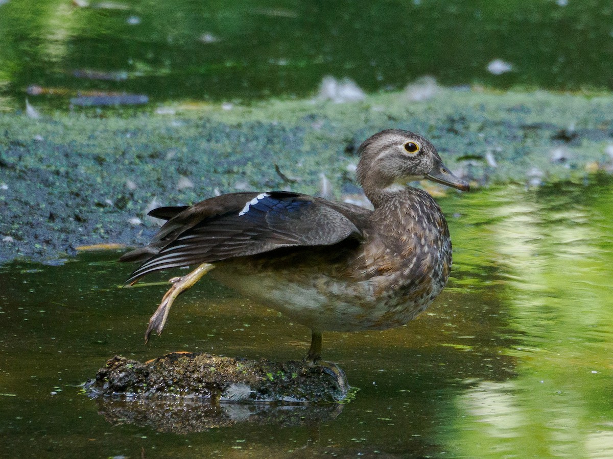 Wood Duck - ML623678998