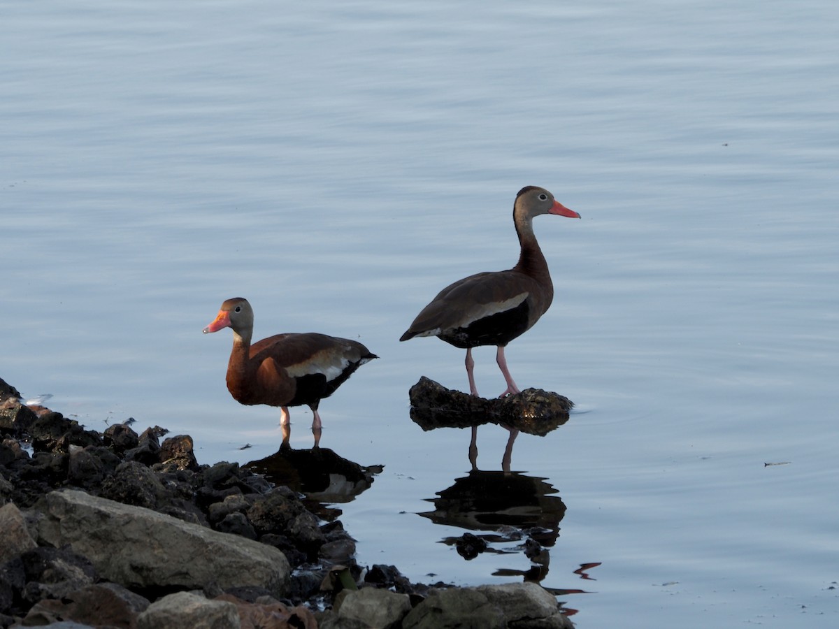 Black-bellied Whistling-Duck - Amy Henrici