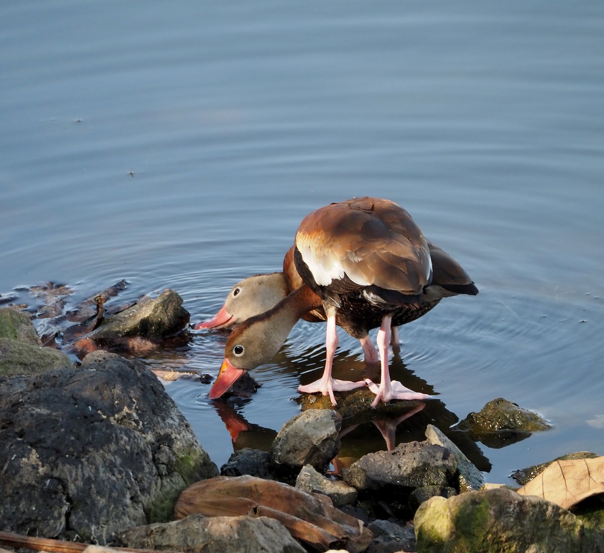 Black-bellied Whistling-Duck - ML623679004