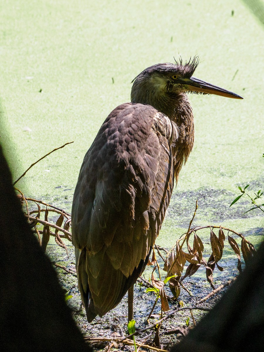 Great Blue Heron - ML623679010