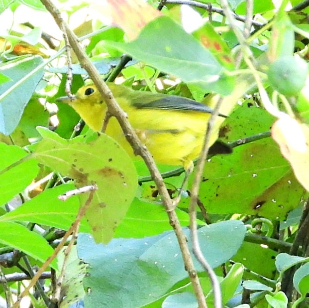 Hooded Warbler - Cheryl Huner