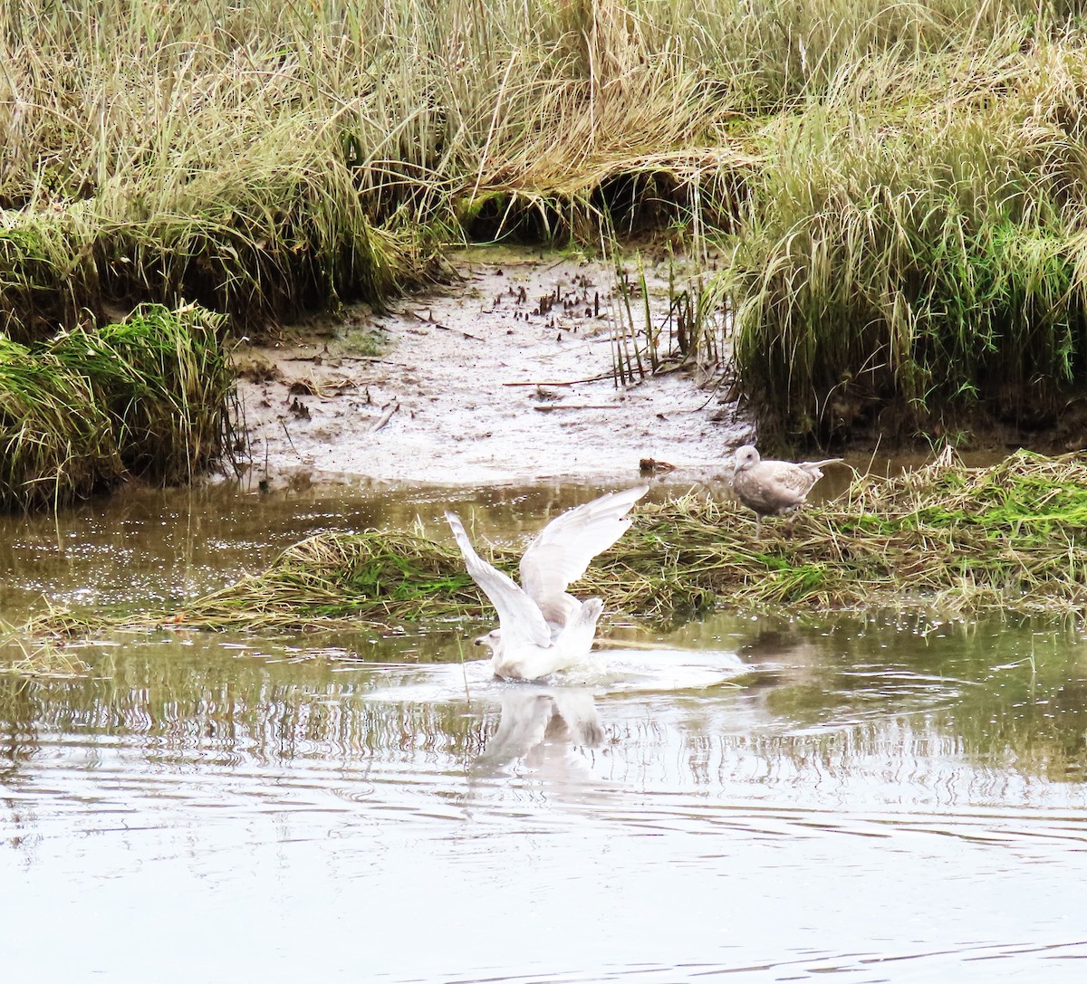 Glaucous-winged Gull - ML623679019