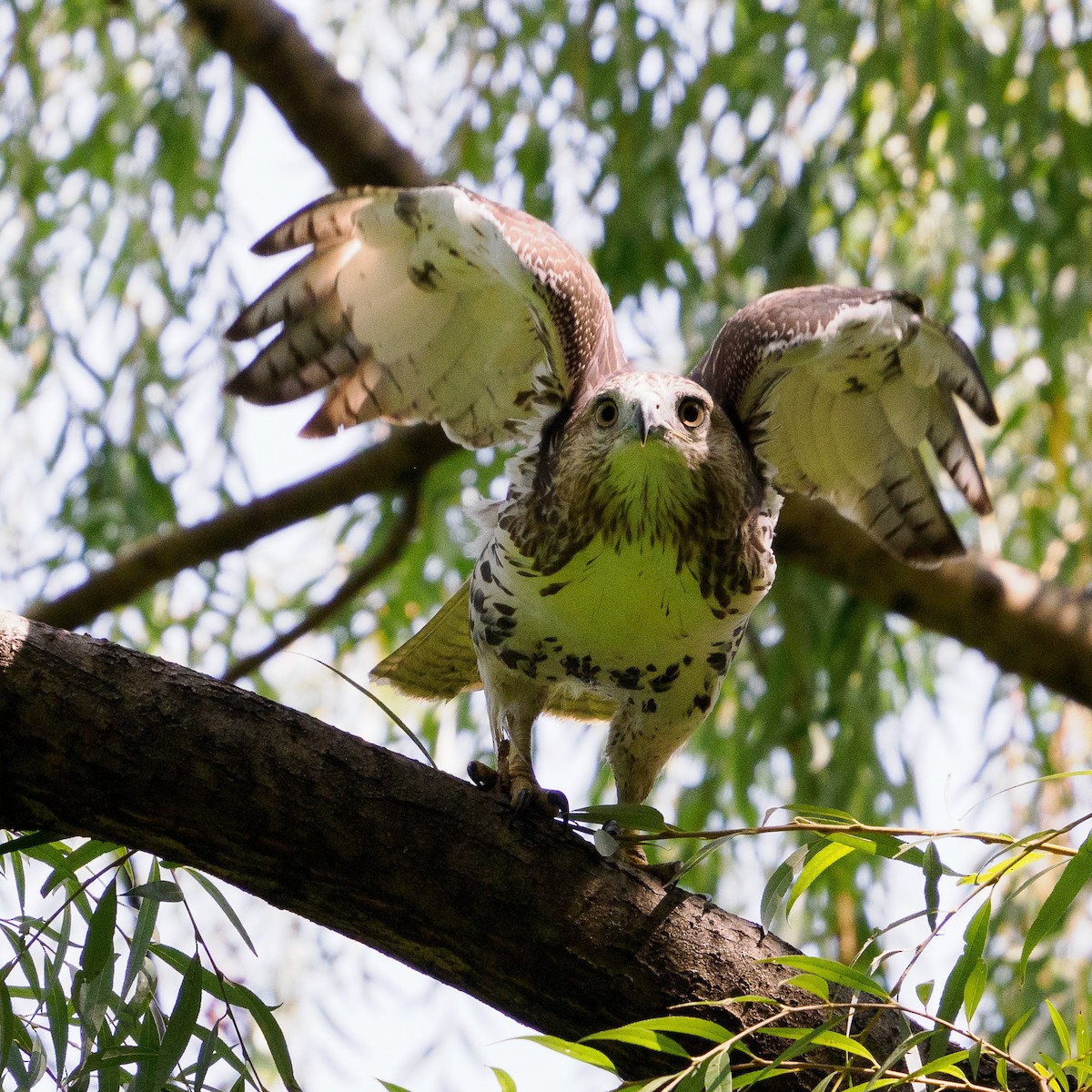 Red-tailed Hawk - ML623679045