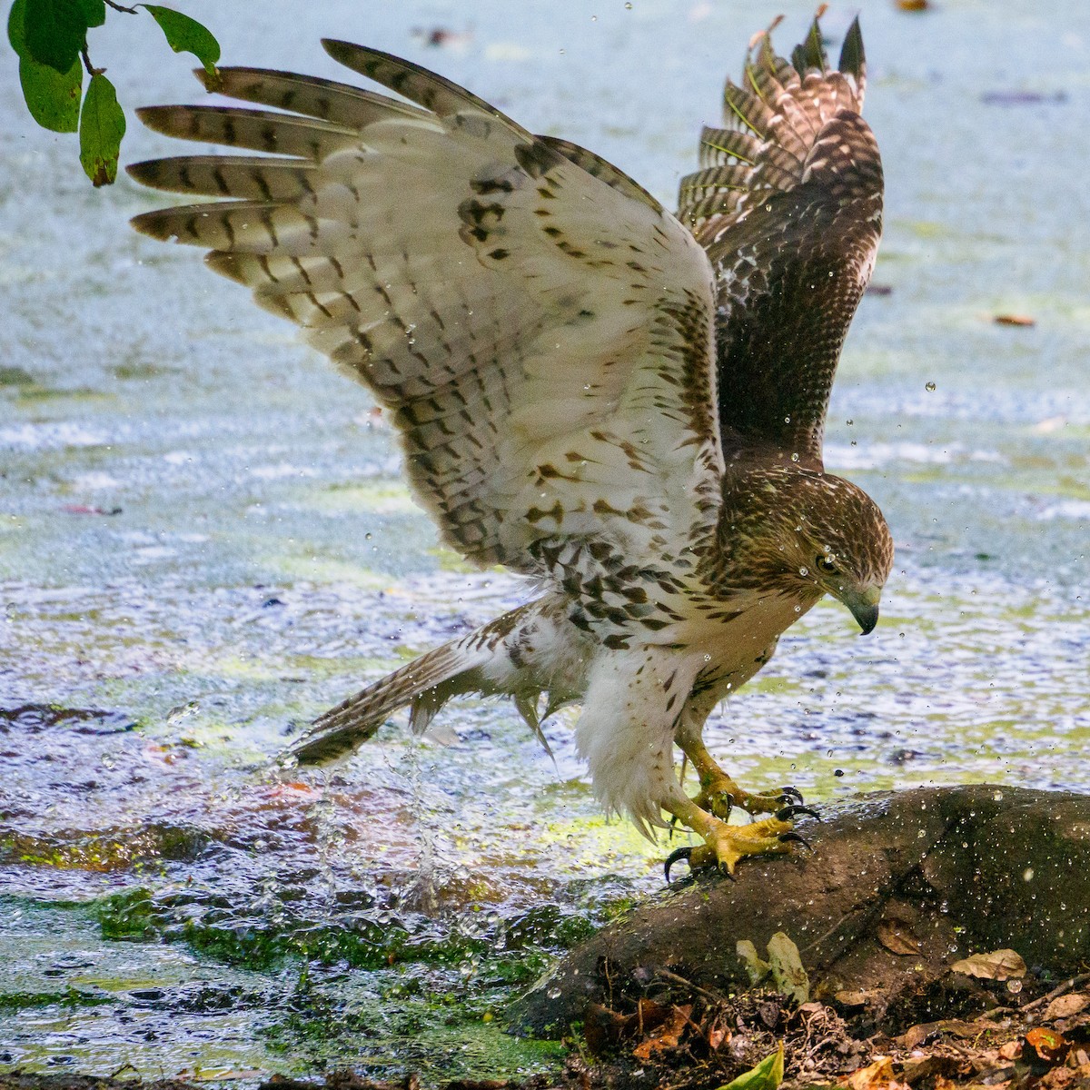 Red-tailed Hawk - ML623679046