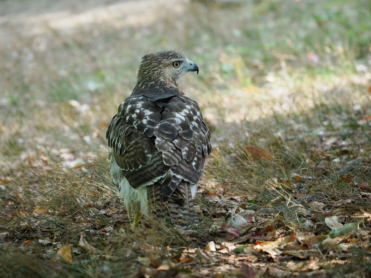 Red-tailed Hawk - ML623679047