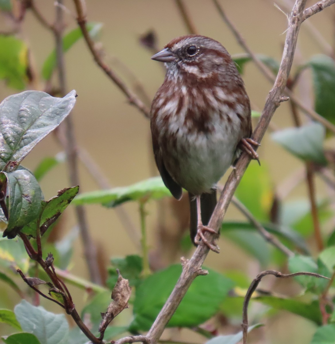 Song Sparrow - ML623679051