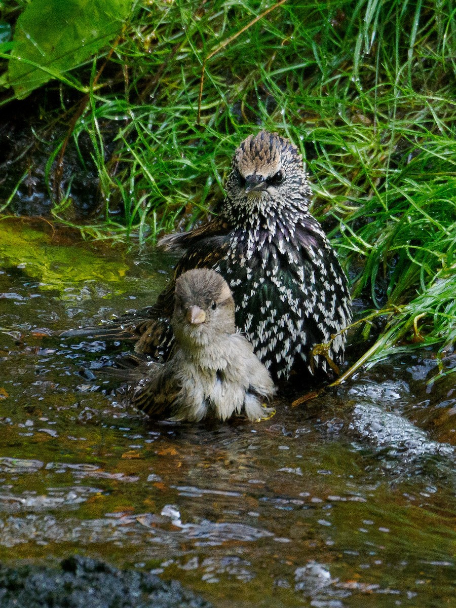 European Starling - ML623679141