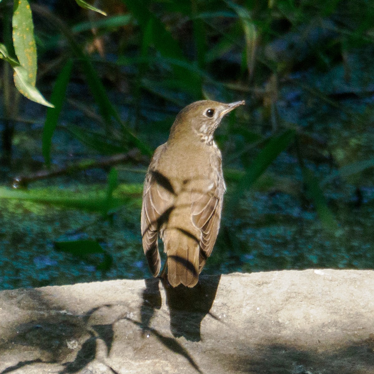 Swainson's Thrush - ML623679179