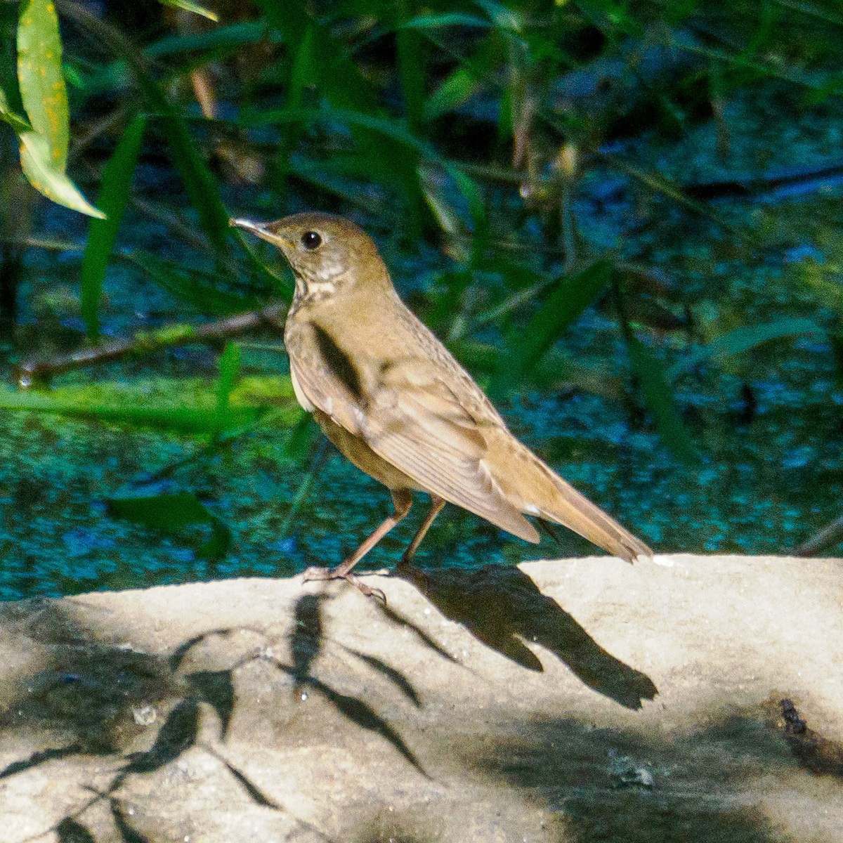 Swainson's Thrush - ML623679180