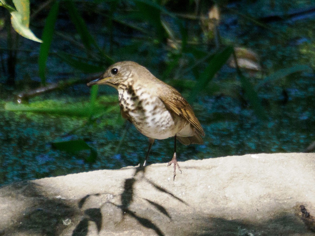 Swainson's Thrush - ML623679181