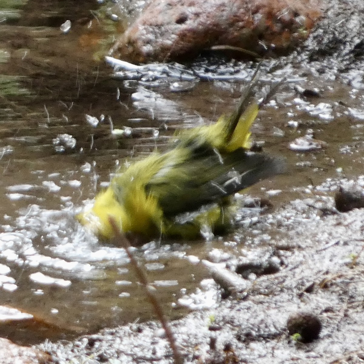 Wilson's Warbler - ML623679191