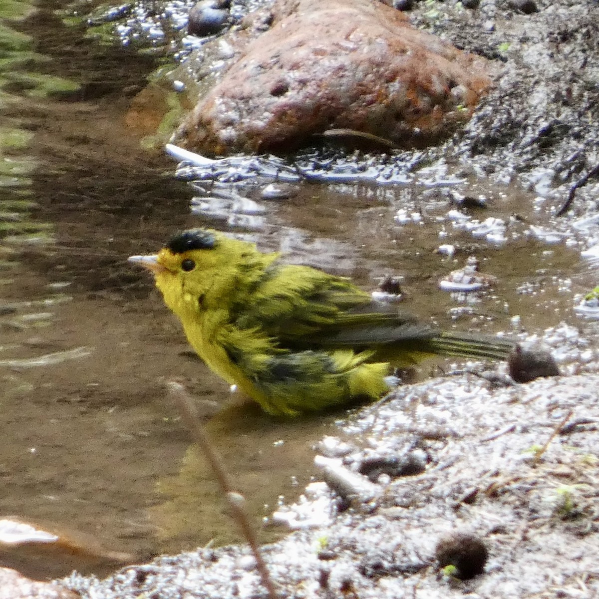 Wilson's Warbler - ML623679192