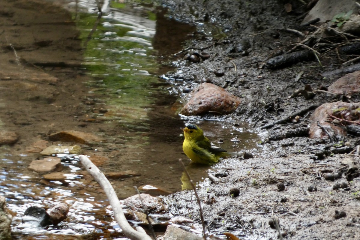Wilson's Warbler - ML623679193