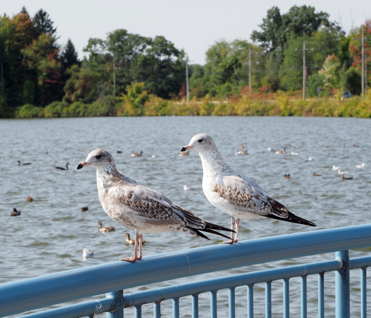 Ring-billed Gull - ML623679195