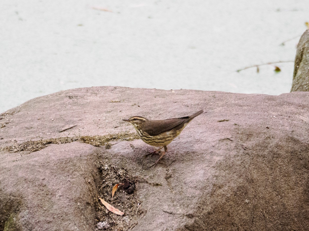 Northern Waterthrush - ML623679245