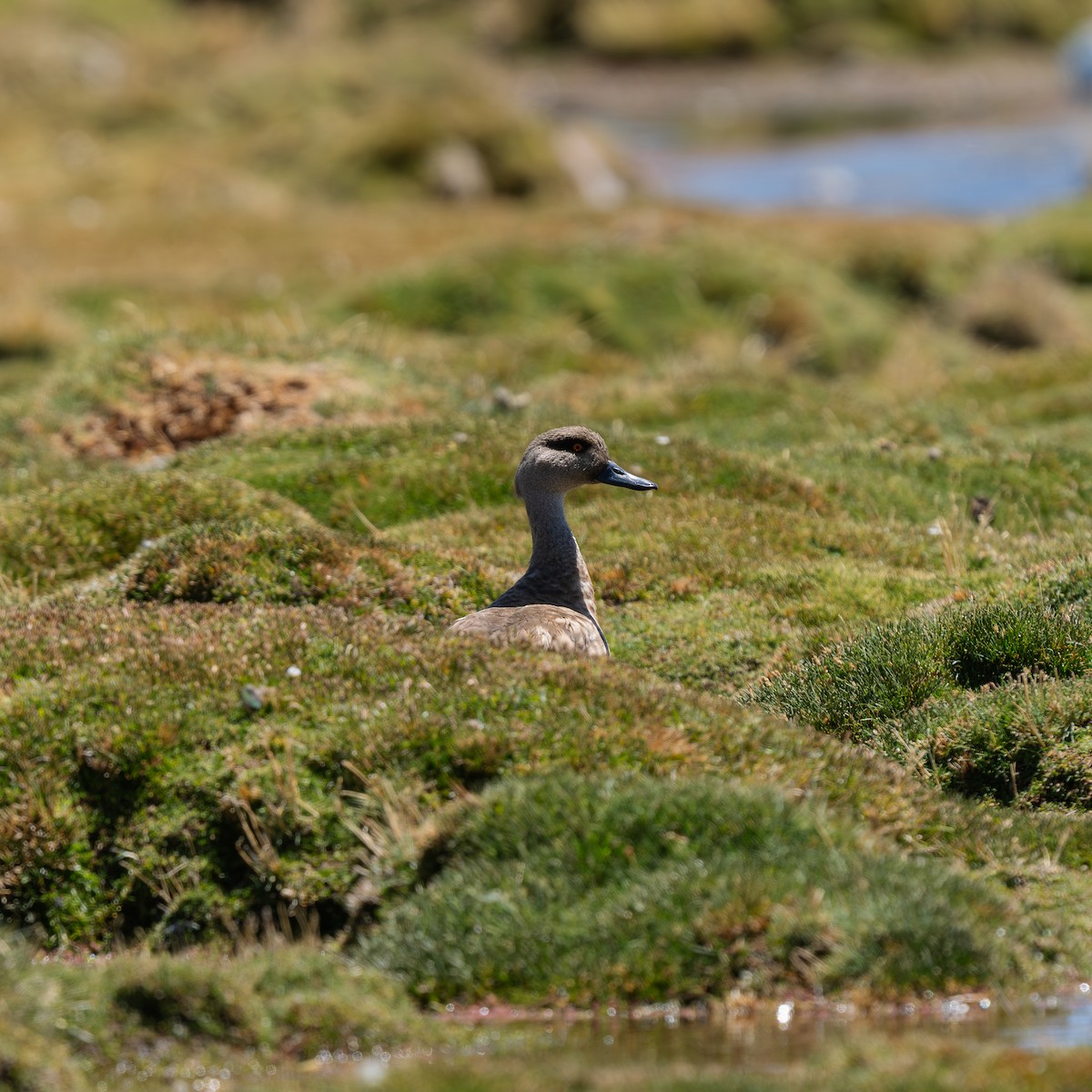 Crested Duck - ML623679272