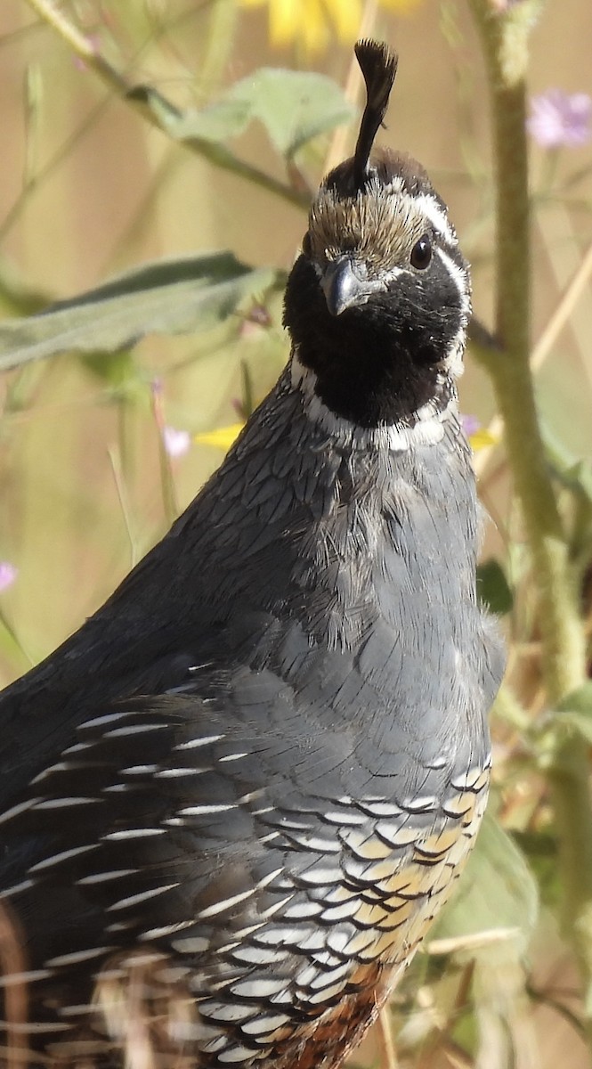 California Quail - ML623679276