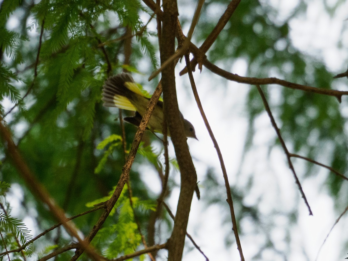 American Redstart - Steve Solnick