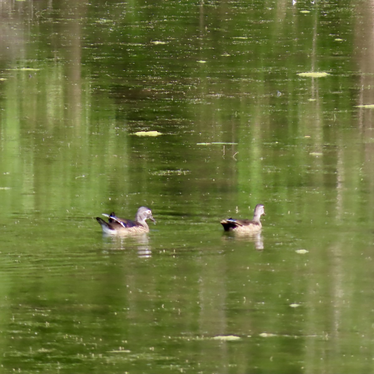 Wood Duck - ML623679290