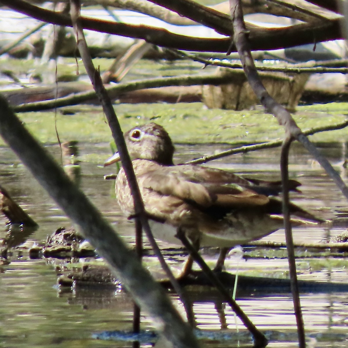 Wood Duck - ML623679291