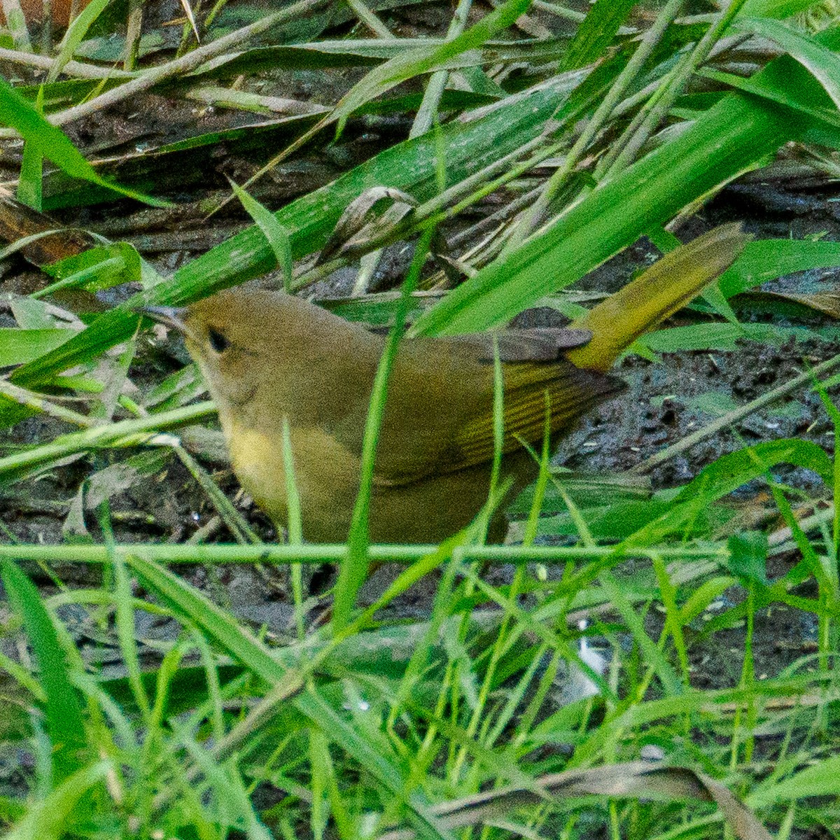 Common Yellowthroat - ML623679305