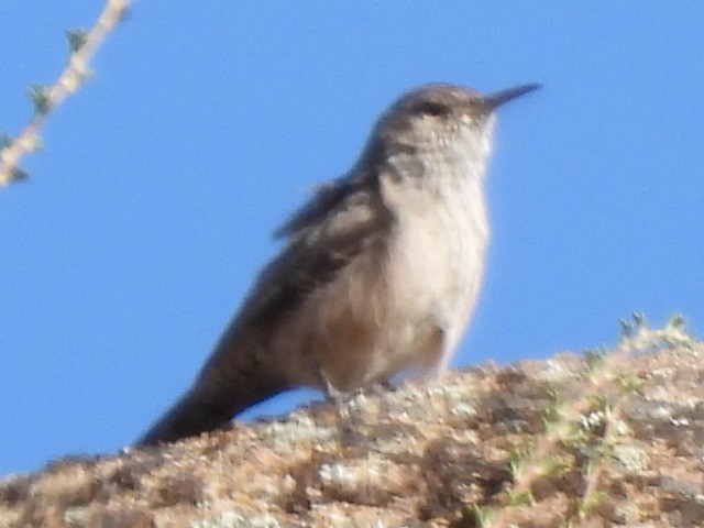 Rock Wren - ML623679306