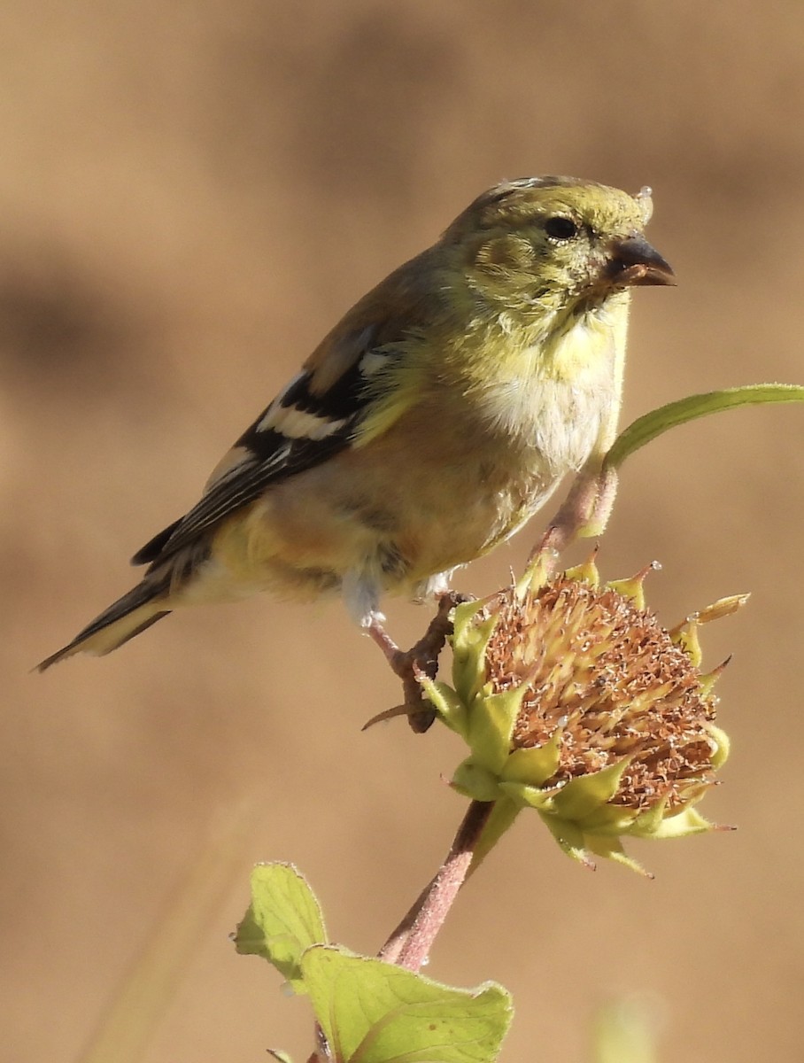 American Goldfinch - ML623679333