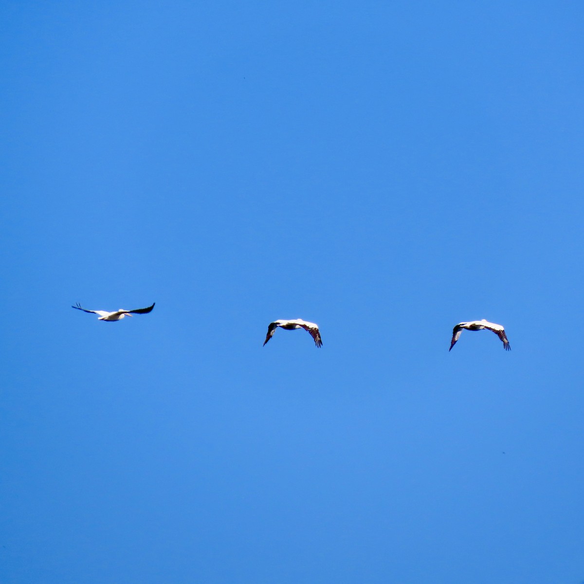 American White Pelican - ML623679392