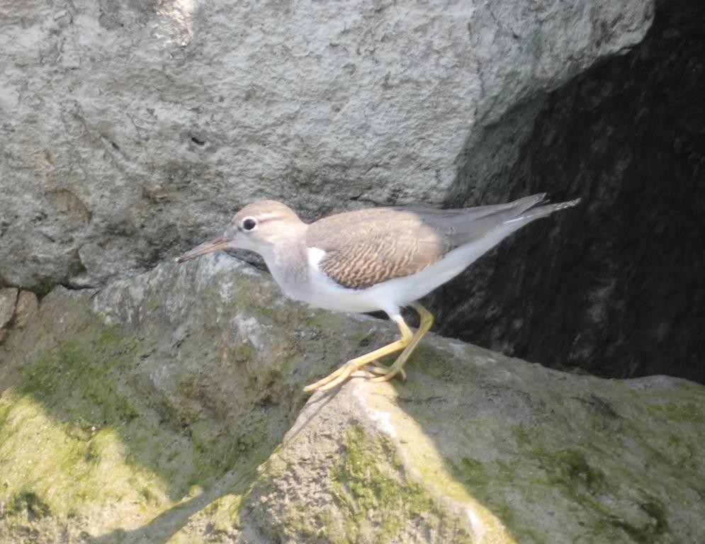 Spotted Sandpiper - ML623679417