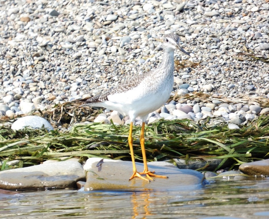 Greater Yellowlegs - ML623679428