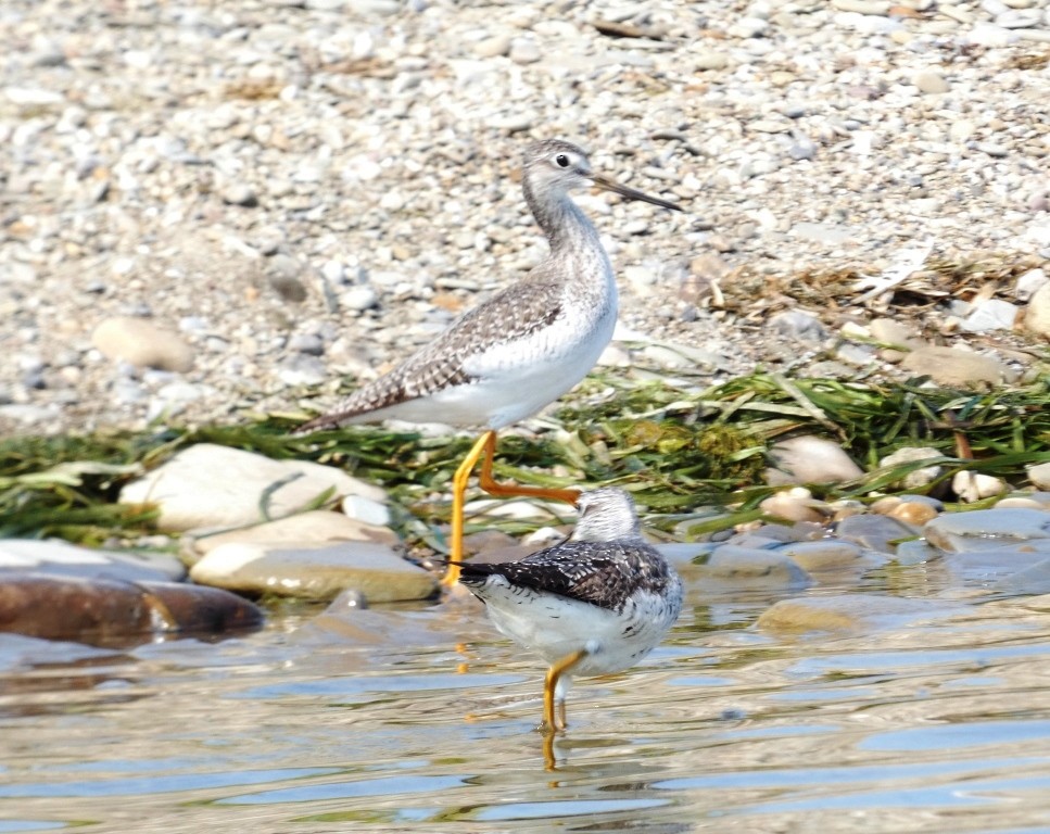 Greater Yellowlegs - ML623679431