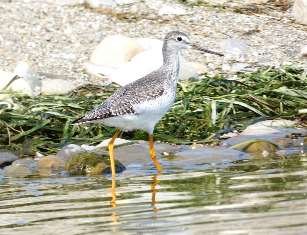 Greater Yellowlegs - ML623679435